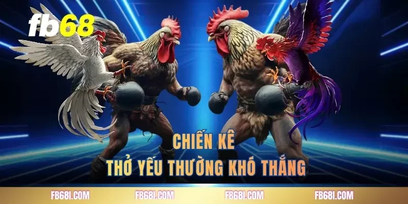 Chiến kê thở yếu thường khó thắng